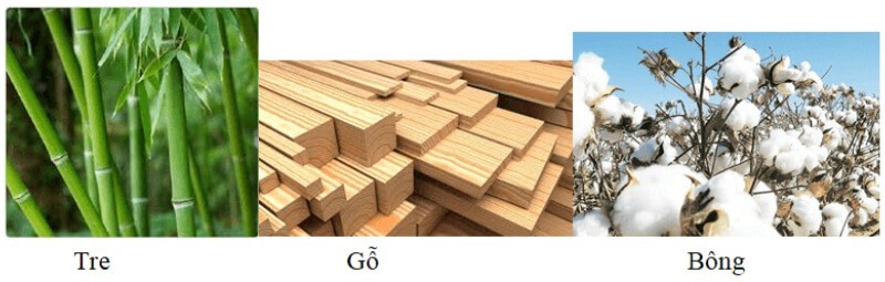 Hình ảnh cấu trúc xenlulozơ trong thành tế bào thực vật