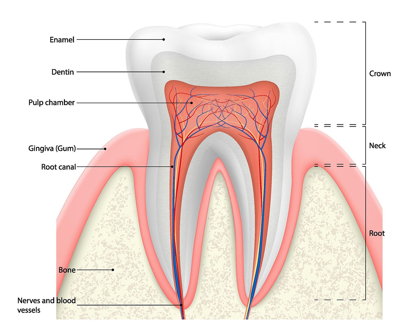 Hình ảnh minh họa cấu trúc răng với các bộ phận bị ảnh hưởng khi đau răng