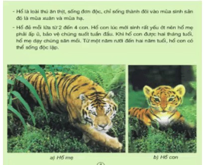 Hổ mẹ và hổ con trong môi trường tự nhiên