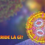 Cấu tạo của triglyceride bao gồm glycerol và ba axit béo