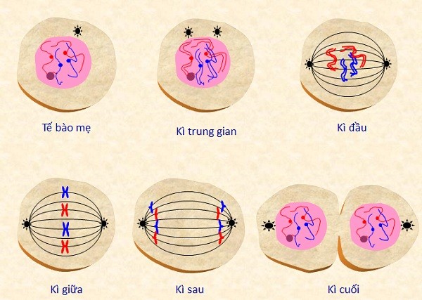 Diễn biến của quá trình nguyên phân
