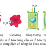Ví dụ về hiện tượng thẩm thấu trong tế bào