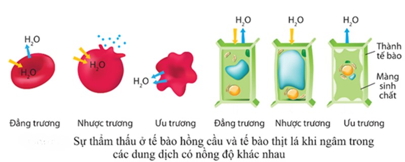 Ví dụ về hiện tượng thẩm thấu trong tế bào
