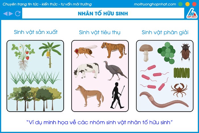Thực vật là sinh vật sản xuất chính trong hệ sinh thái