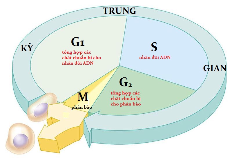 Các giai đoạn của chu kỳ tế bào
