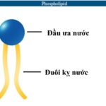 Cấu trúc phân tử photpholipit thể hiện rõ đầu ưa nước và đuôi kỵ nước