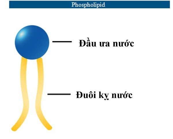 Cấu trúc phân tử photpholipit thể hiện rõ đầu ưa nước và đuôi kỵ nước