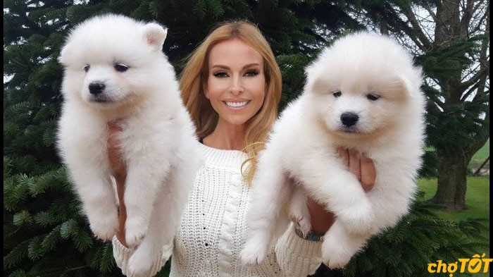 Chăm sóc bộ lông là một phần quan trọng trong việc nuôi dưỡng chó Samoyed, giúp chúng luôn có vẻ ngoài xinh đẹp và khỏe mạnh