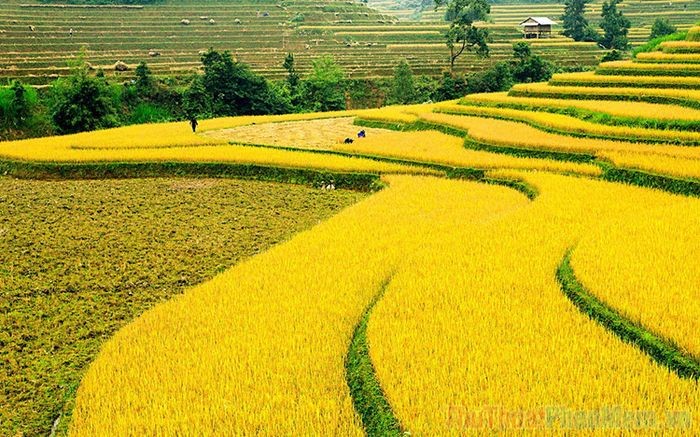 1 mẫu bằng bao nhiêu m2 bao nhiêu sao bao nhiêu ha