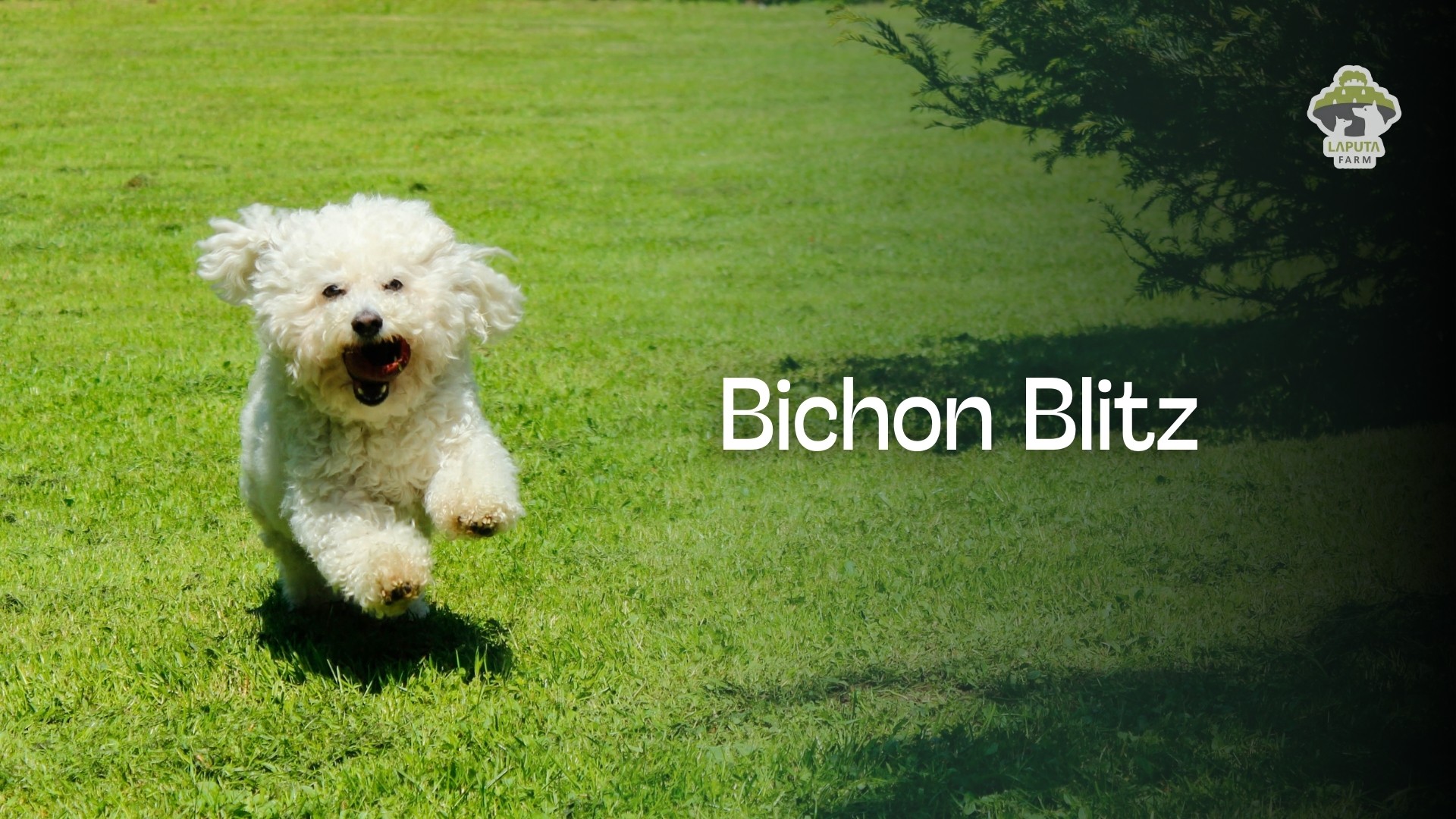 Hình ảnh chó Bichon Frise được bác sĩ thú y kiểm tra sức khỏe