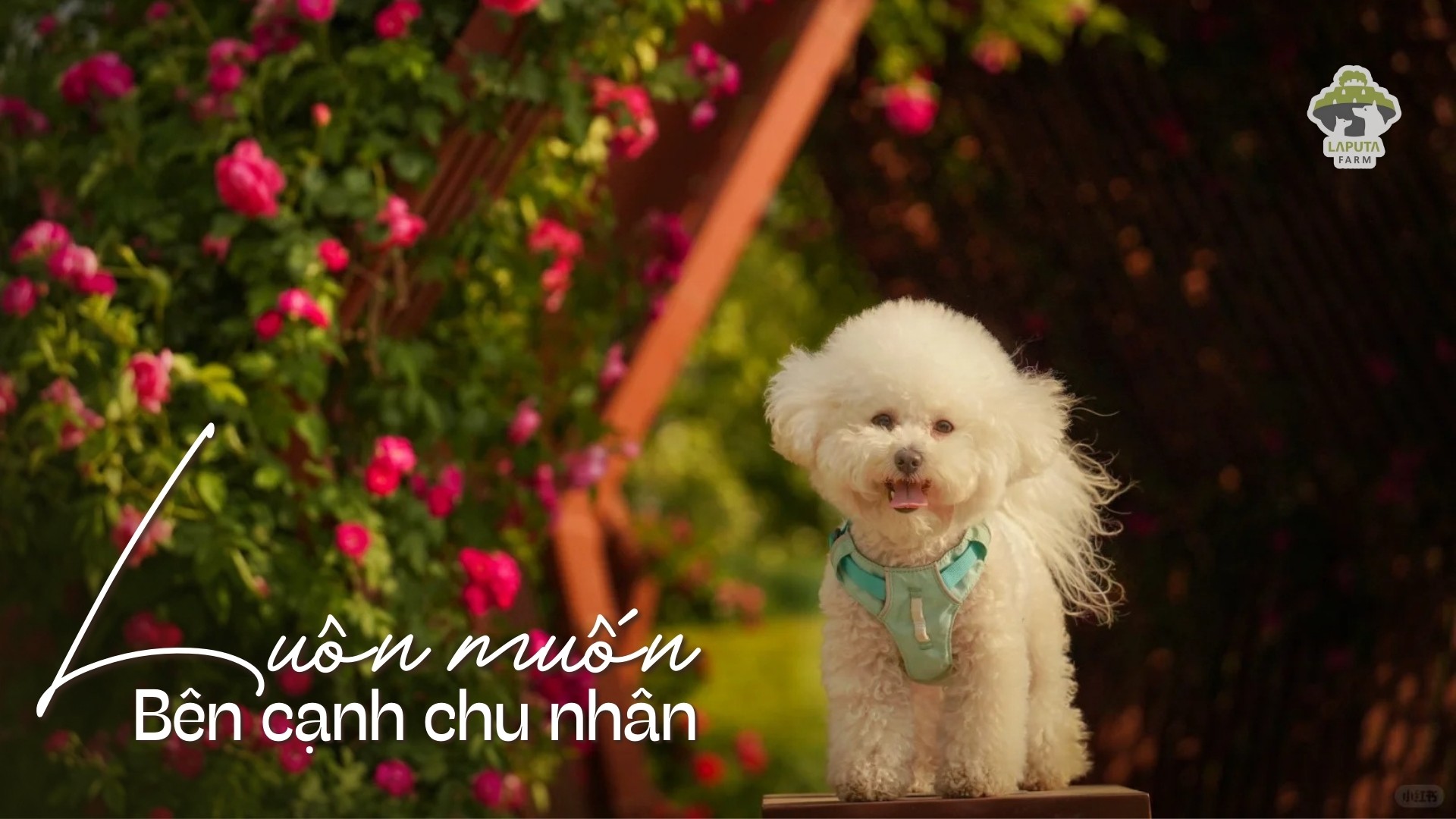 Hình ảnh dụng cụ chăm sóc lông cho chó Bichon Frise