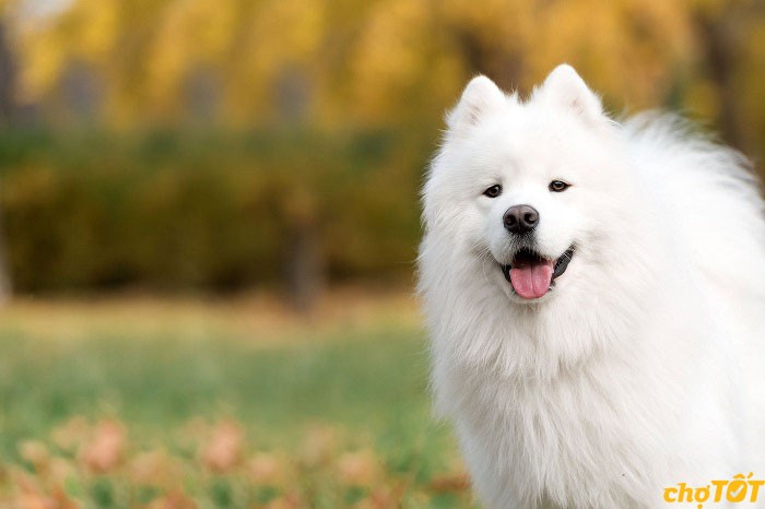 Chó Samoyed có nguồn gốc từ Siberia lạnh giá, nơi chúng được sử dụng để kéo xe trượt tuyết và bảo vệ đàn gia súc