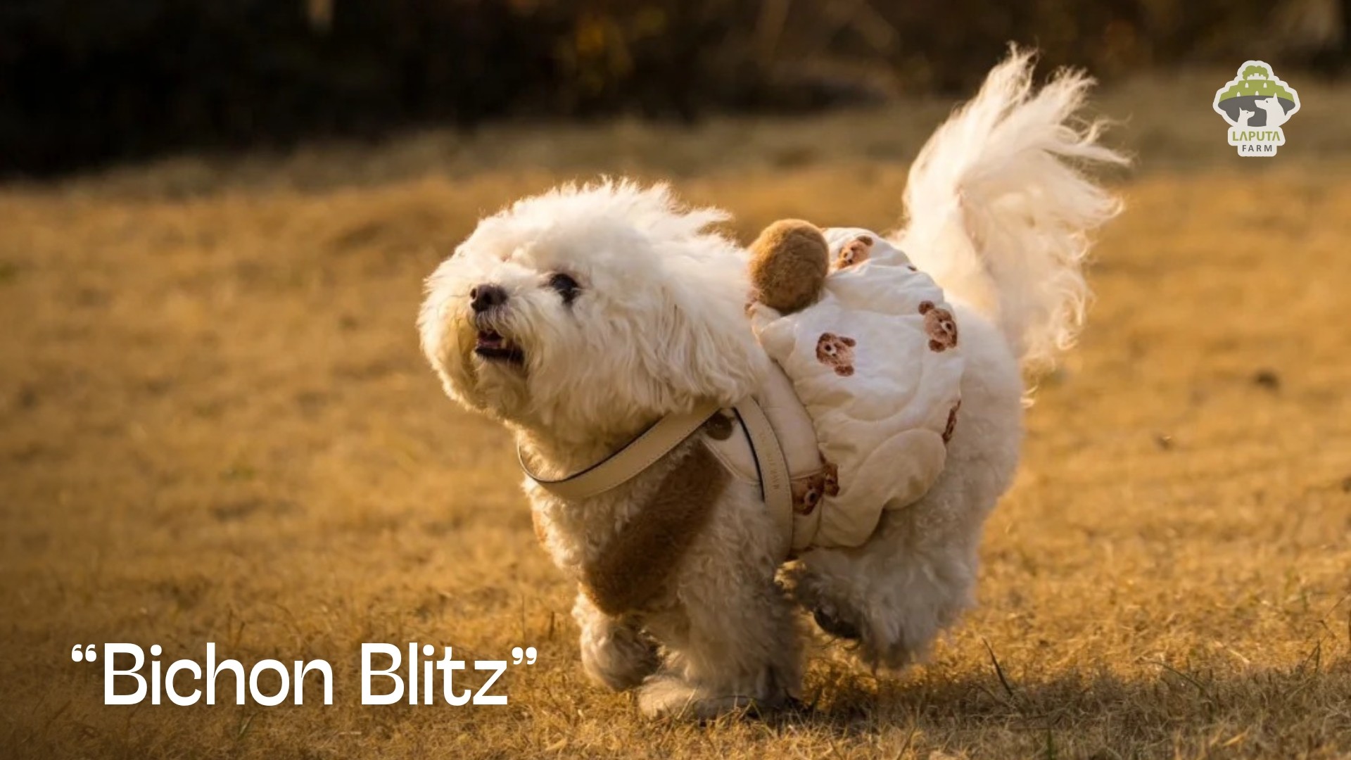 Hình ảnh chó Bichon Frise con với bộ lông trắng muốt