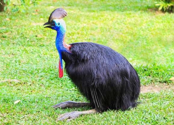 Chim Cassowary với mào đầu đặc trưng và bộ lông đen bóng