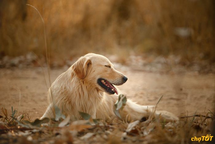 Chó Golden Retriever