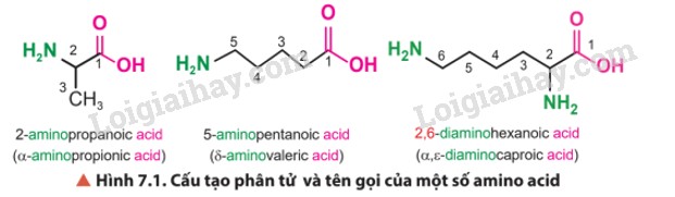 Cấu trúc chung của amino axit