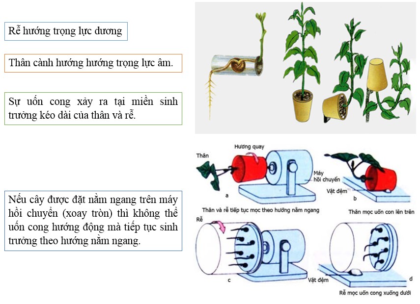 Hướng trọng lực dương của rễ cây