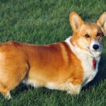 giống chó Corgi Pembroke Welsh Corgi