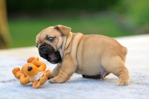 Chó Bulldog Pháp với đôi tai dơi đặc trưng