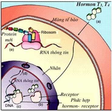 Thụ thể nội bào có thể nằm trong bào tương hoặc nhân tế bào