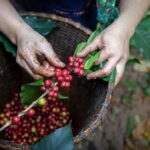 Bảng giá cà phê trong nước hôm nay