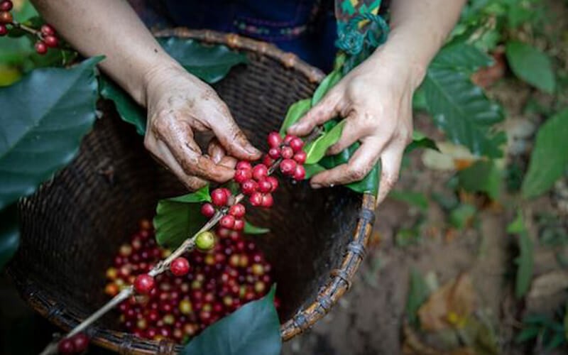 Đồi chè và cà phê ở Bảo Lộc