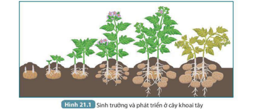 Cây khoai tây trong các giai đoạn phát triển khác nhau, từ nảy mầm đến đơm hoa kết quả