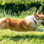 Lịch Sử Và Xuất Xứ Của Chó Corgi