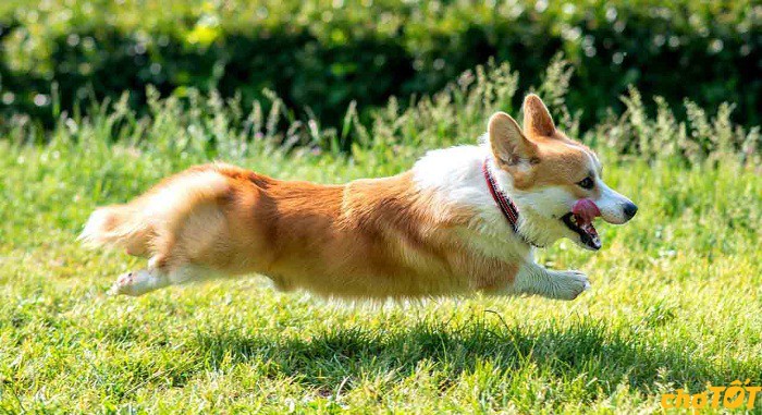 Lịch Sử Và Xuất Xứ Của Chó Corgi