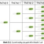 Ảnh minh họa về quần thể vi khuẩn E. coli đang phát triển