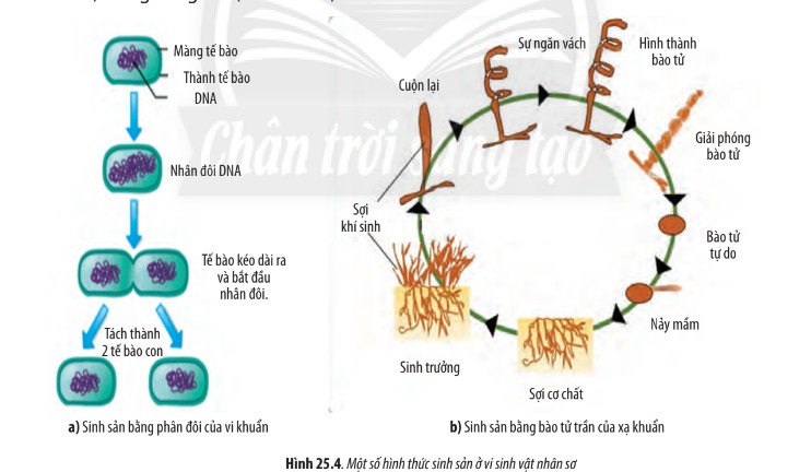 Hình ảnh minh họa quá trình phân đôi của vi khuẩn