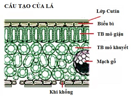 Cấu Tạo Của Lá - Thoát Hơi Nước Ở Thực Vật