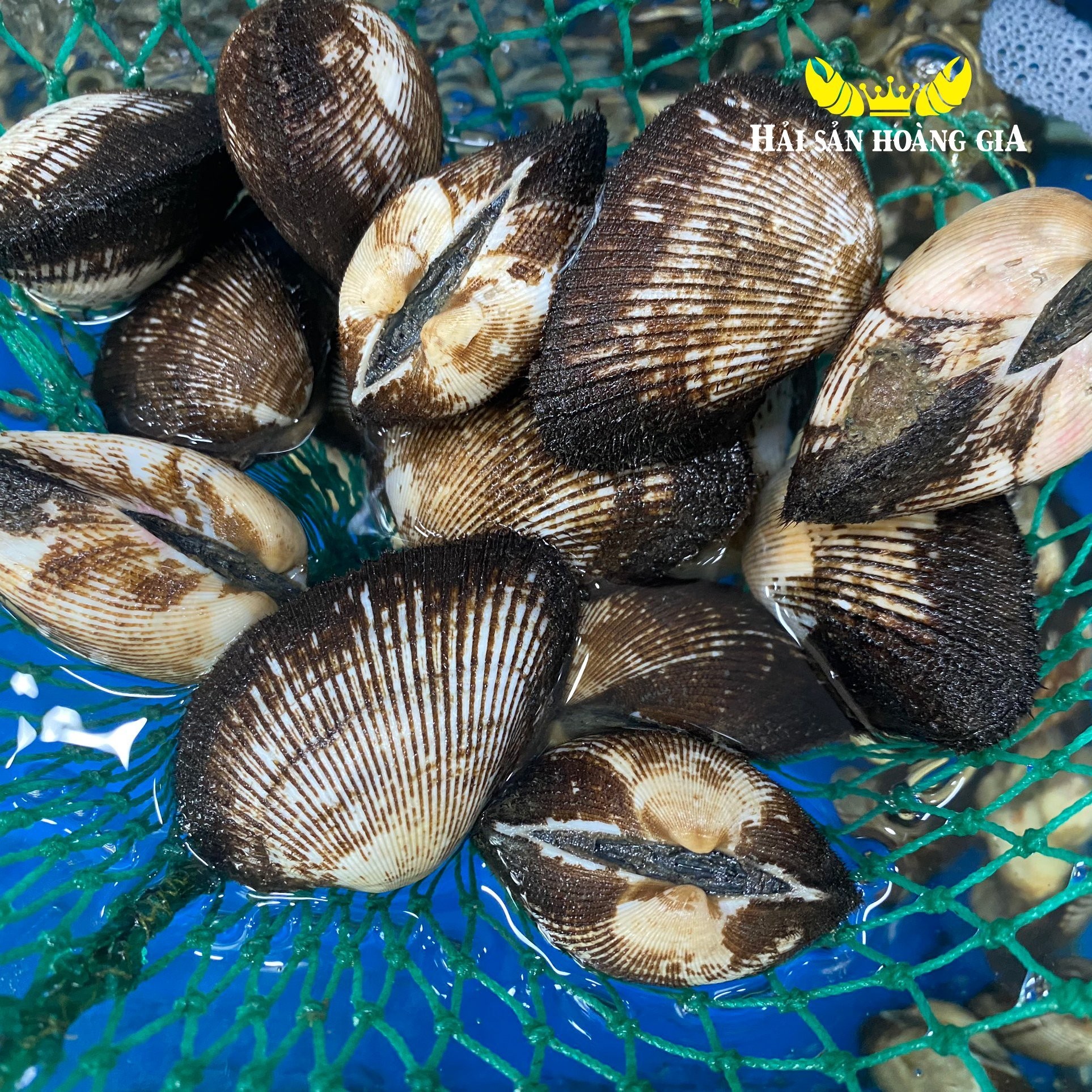 Sò lông nướng mỡ hành thơm ngon hấp dẫn
