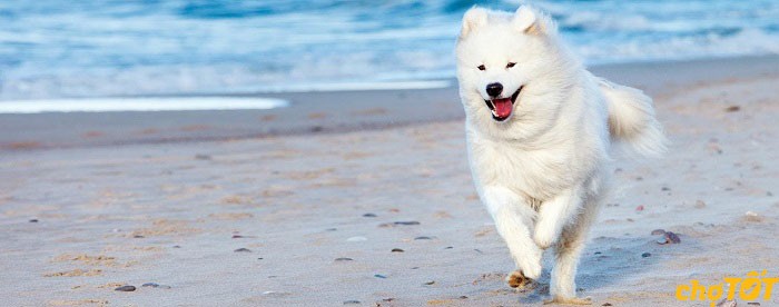 Samoyed thể hiện sự thông minh và tình cảm qua ánh mắt, luôn hiểu ý chủ nhân