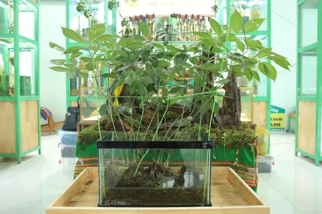 Cận cảnh củ sâm Ngọc Linh tự nhiên quý hiếm với nhiều năm tuổi và hình dáng đặc biệt