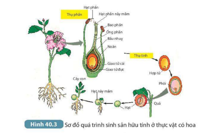 Quá trình sinh sản hữu tính ở thực vật