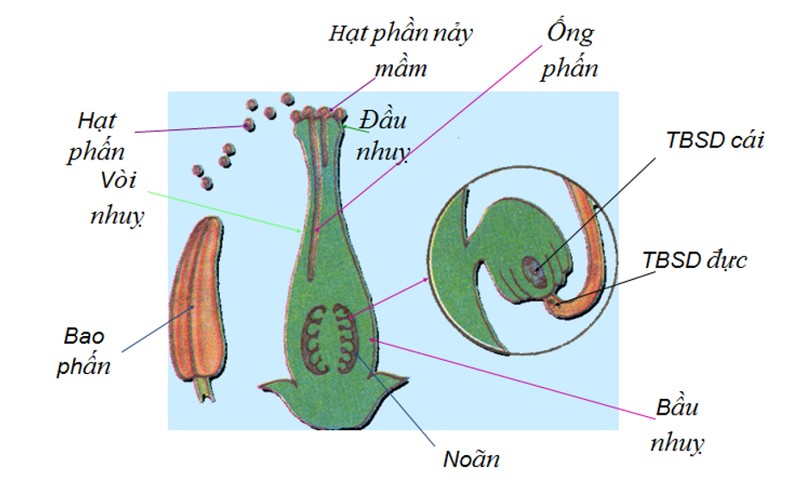 Quá trình hình thành quả và hạt