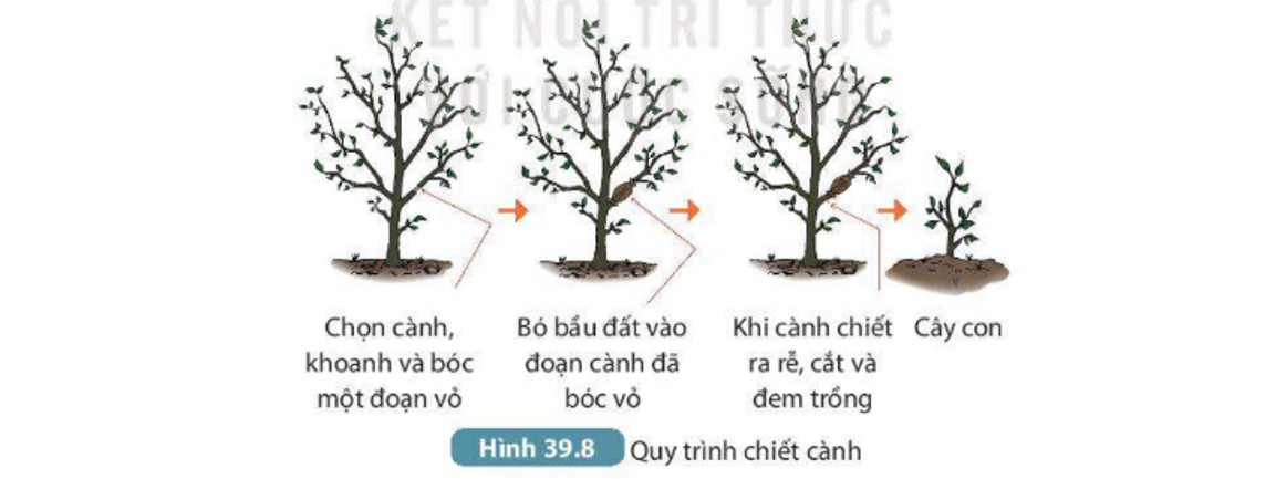 Ảnh minh họa chiết cành