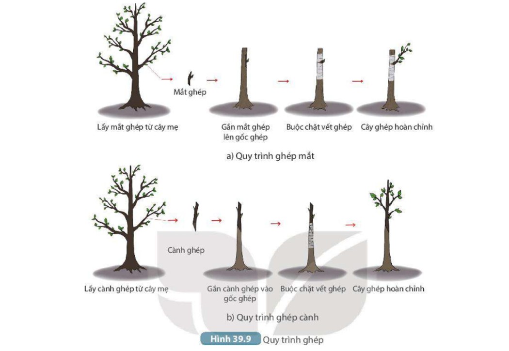 Ảnh minh họa ghép cây