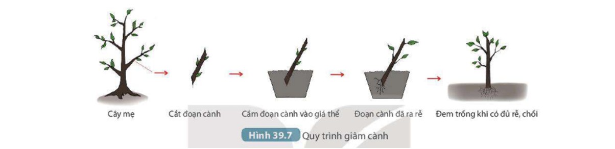 Ảnh minh họa giâm cành