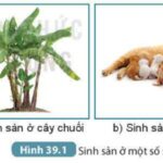 Ảnh minh họa các hình thức sinh sản