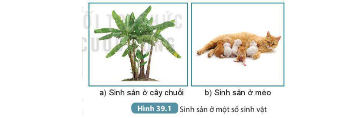 Ảnh minh họa các hình thức sinh sản