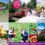 Vườn dâu tây Đà Lạt chín mọng