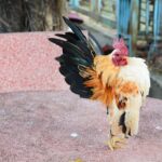 Gà Serama dáng đứng oai vệ