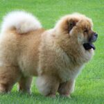 chó chow chow