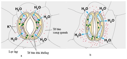 Thoát Hơi Nước Qua Khí Khổng