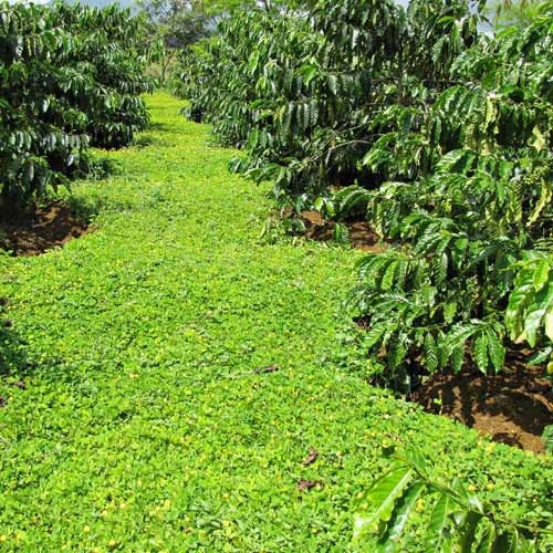 Che phủ đất để cải tạo