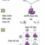 Hình ảnh minh họa thí nghiệm của Mendel về quy luật phân li