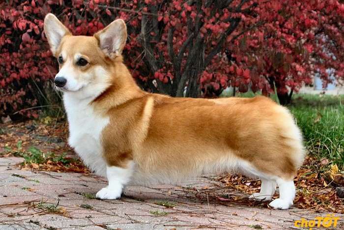 Đặc điểm chó Corgi