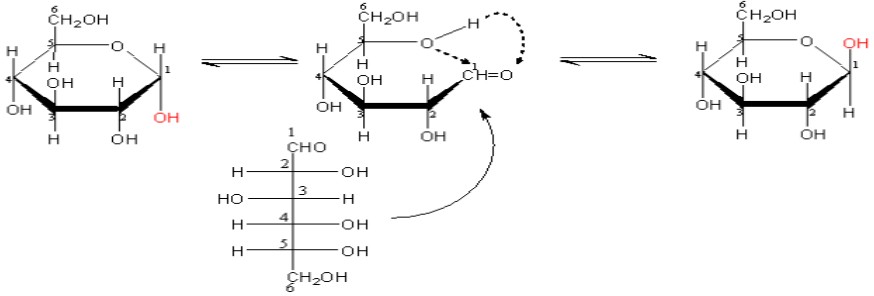 Cấu trúc vòng của glucozơ